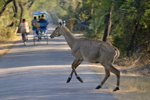 Tour à vélo au Rajasthan