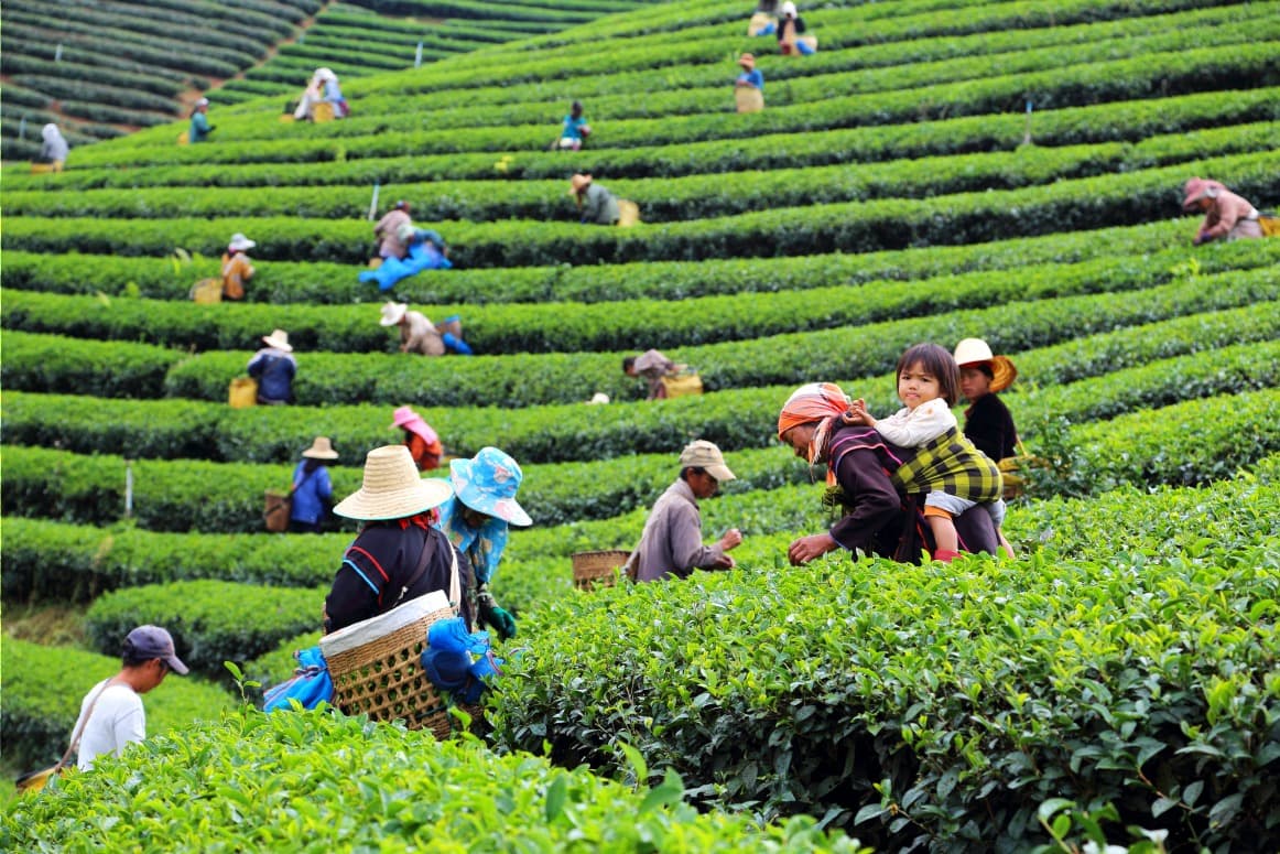 À la découverte des magnifiques plantations de thé du nord de Thaïlande