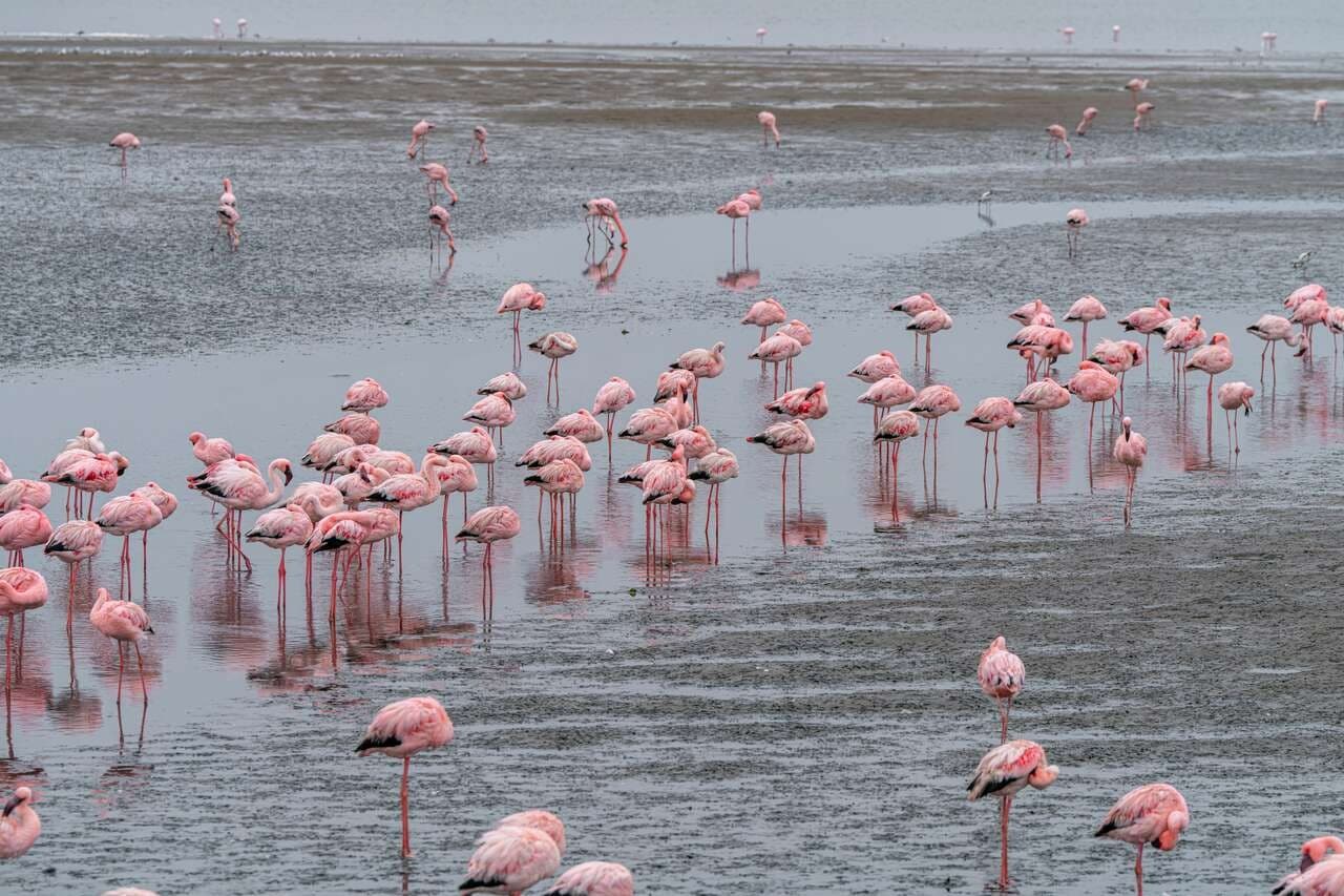 Walvis Bay et Sandwich Harbour : croisière et excursion en 4x4