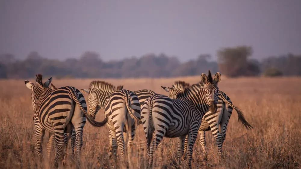 Safari en autonomie à travers le parc national d’Etosha
