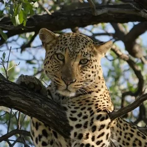 Du parc national d’Etosha à Otjiwarongo