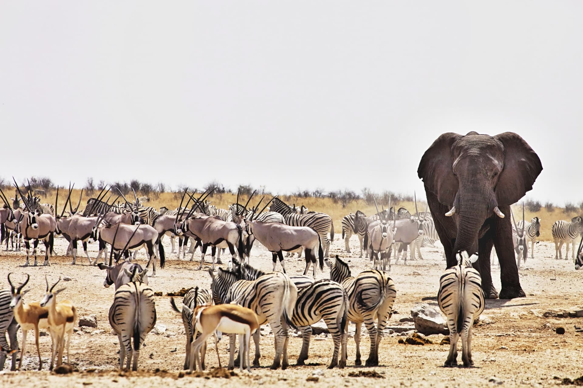 Twyfelfontein & Parc national d’Etosha